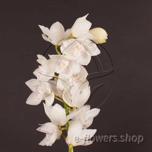 Buy wholesale fresh cut white Orchids; Cymbidium White