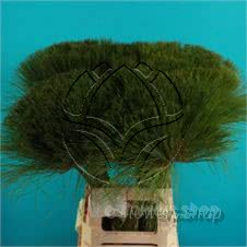Buy wholesale fresh cut green folliage; Cyperus Papyrus
