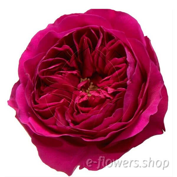 Buy wholesale fresh cut pink roses; Darcey