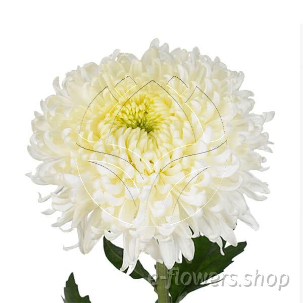 Buy wholesale fresh cut white chrysanthemum; Deco incurve snowdon