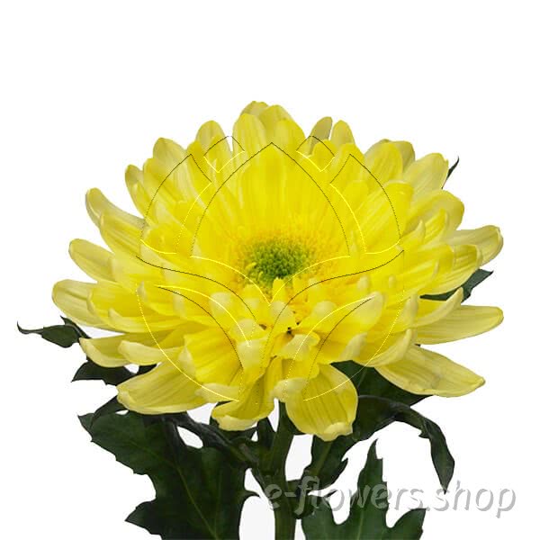 Buy wholesale fresh cut yellow chrysanthemum; Deco incurve snowdon