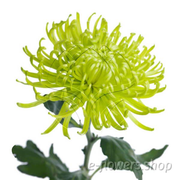 Buy wholesale fresh cut green chrysanthemum; Decor spider anastasia