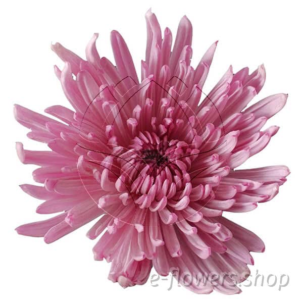 Buy wholesale fresh cut lilac chrysanthemum; Decor spider anastasia