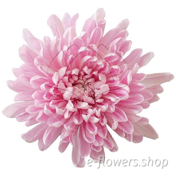 Buy wholesale fresh cut pink chrysanthemum; Decor spider anastasia