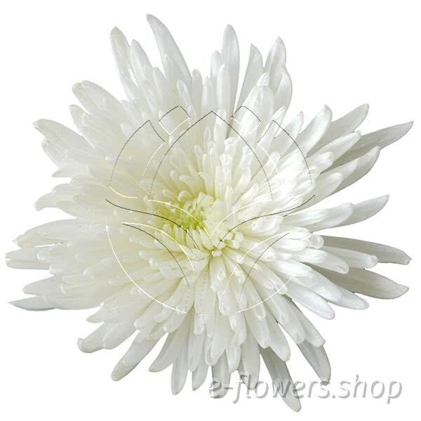 Buy wholesale fresh cut white chrysanthemum; Decor spider anastasia