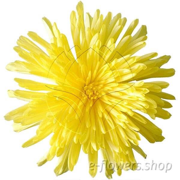 Buy wholesale fresh cut yellow chrysanthemum; Decor spider anastasia
