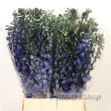 Buy wholesale fresh cut blue fillers; Delphinium Triton Blue