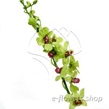 Buy wholesale fresh cut green Orchids; Dendrobium Green