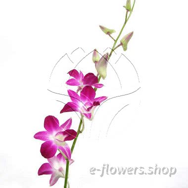 Buy wholesale fresh cut pink Orchids; Dendrobium Pink