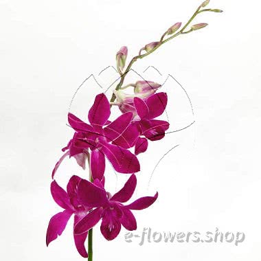 Buy wholesale fresh cut purple Orchids; Dendrobium Purple