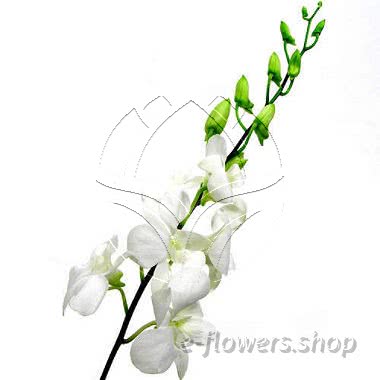 Buy wholesale fresh cut white Orchids; Dendrobium White