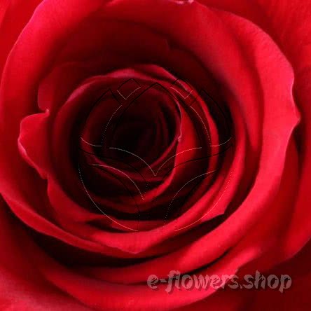 Buy wholesale fresh cut red roses; Devotion