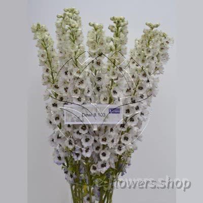 Buy wholesale fresh cut white fillers; Dewi Nail