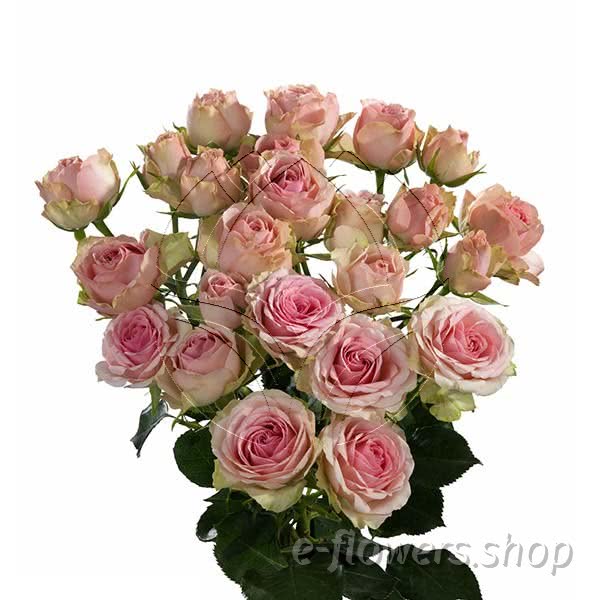 Buy wholesale fresh cut bi-colour roses; Dinara