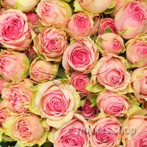 premium spray roses.