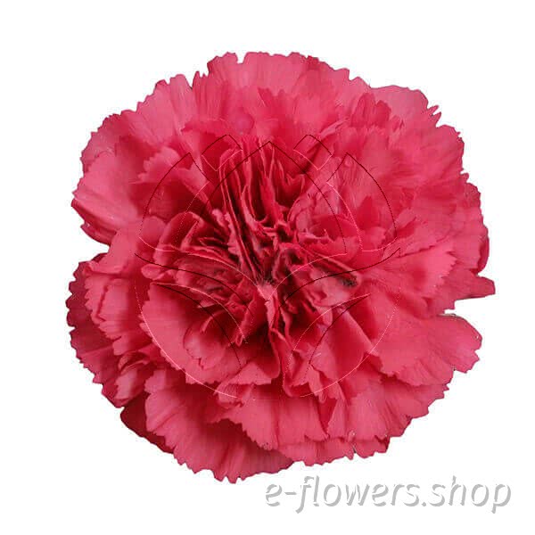 Buy wholesale fresh cut red carnations; Don Pedro
