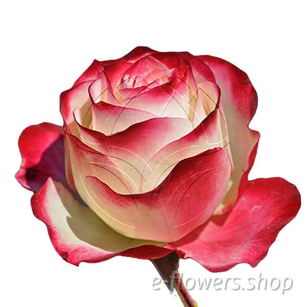 Buy wholesale fresh cut bi-coloured roses