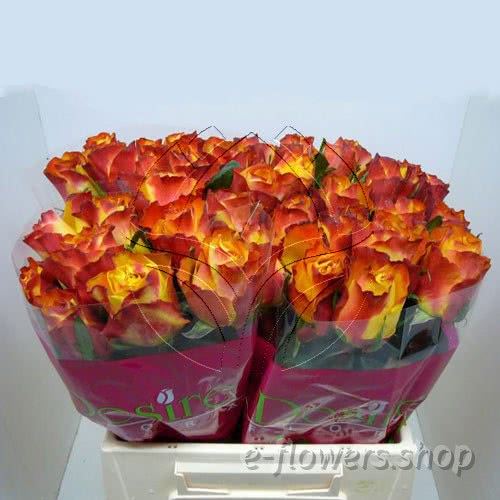 Buy wholesale fresh cut bi-coloured roses; Down town