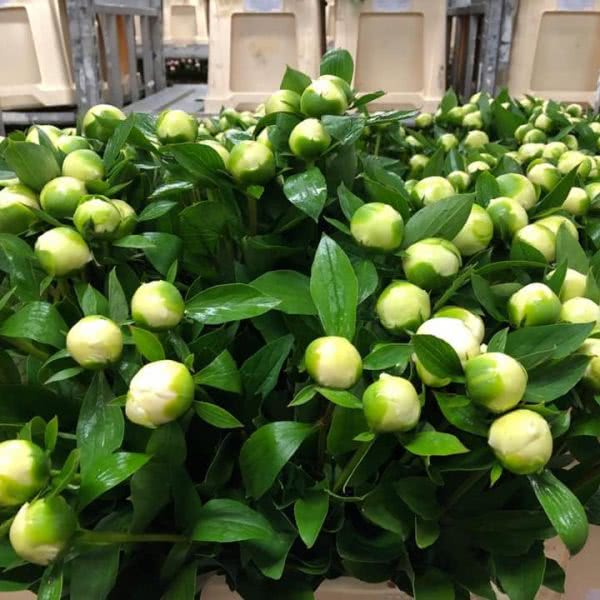 Buy wholesale fresh cut white peonies; Duchesse De Nemours