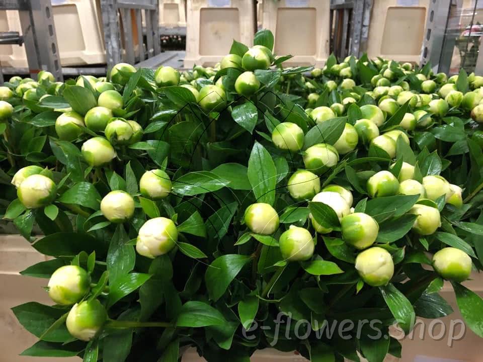 Duchesse De Nemours Buy wholesale fresh cut white peonies; Duchesse De Nemours