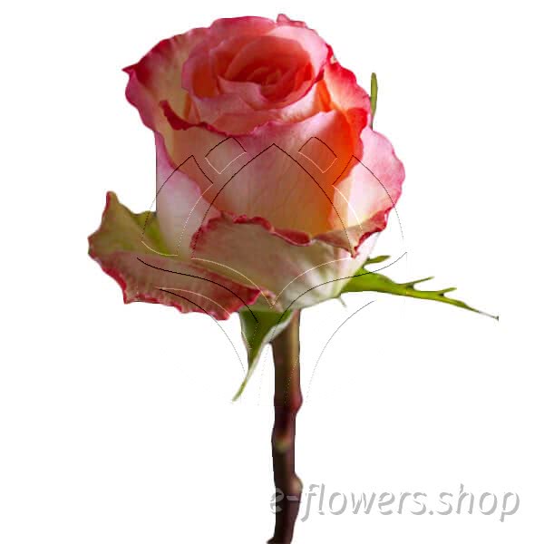 Buy wholesale fresh cut bi-colour roses; Duet