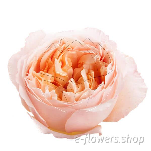 Buy wholesale fresh cut peach roses; Edith