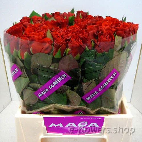 Buy wholesale fresh cut red roses; El toro
