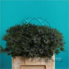Buy wholesale fresh cut green fillers; Eryngium Orion Questar