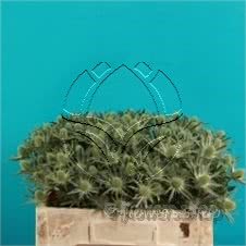 Buy wholesale fresh cut green fillers; Eryngium Sirius Questar