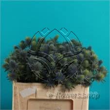 Buy wholesale fresh cut green fillers; Eryngium Supernova