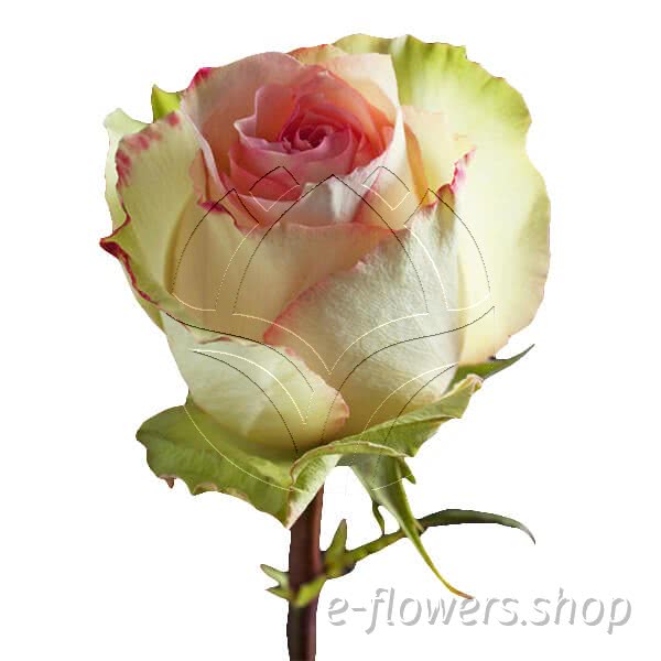 Buy wholesale fresh cut pink colour roses; esperance