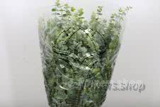 Buy wholesale fresh cut green foliage; Eucalyptus Baby Blue
