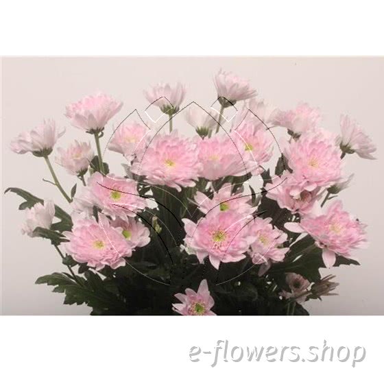 Buy wholesale fresh cut pink chrysanthemum; Euro pink