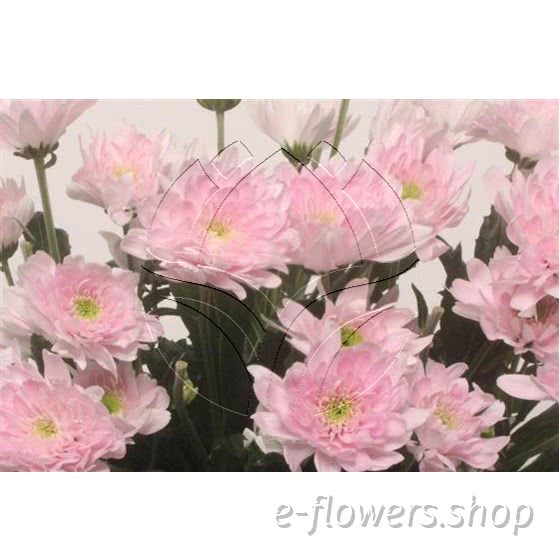 spray chrysanthemum (pompoms).