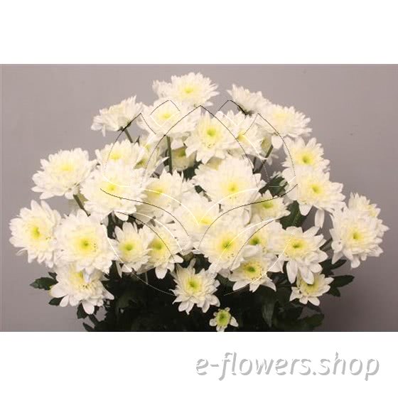 Buy wholesale fresh cut white chrysanthemum; Euro white