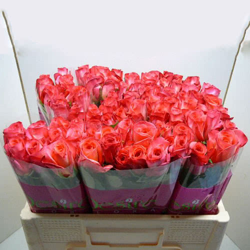 Buy wholesale fresh cut bi-colour roses; Extreme