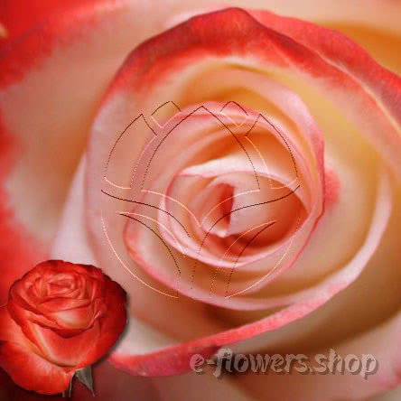Buy wholesale fresh cut bi-colour roses; farfalla