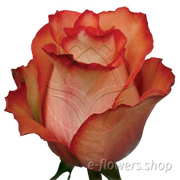 Buy wholesale fresh cut bi-colour roses; Farfalla