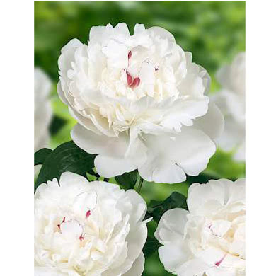 Buy wholesale fresh cut white peonies; Festiva Maxima