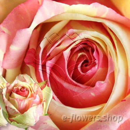 Buy wholesale fresh cut bi-color roses; Fiesta