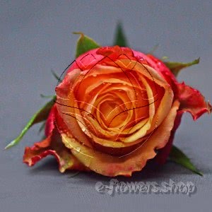 Buy wholesale fresh cut bi-colour roses; Fireball