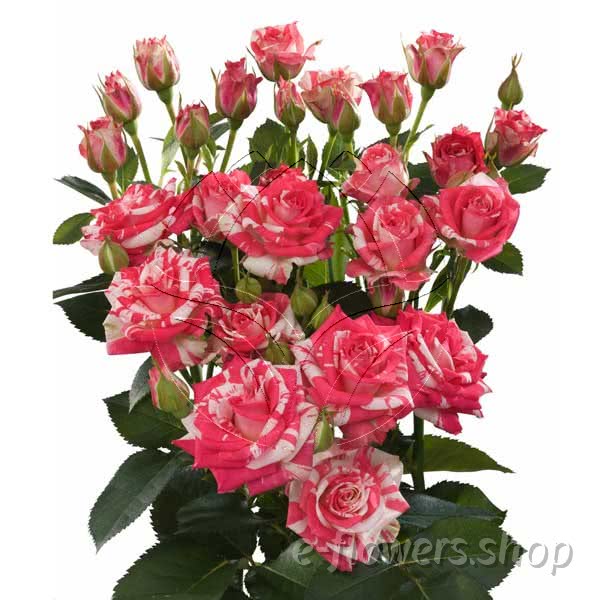Buy wholesale fresh cut bi-colour roses; Fireworks