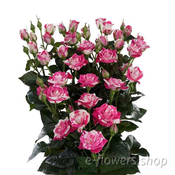 Buy wholesale fresh cut bi-colour roses; Flash dance