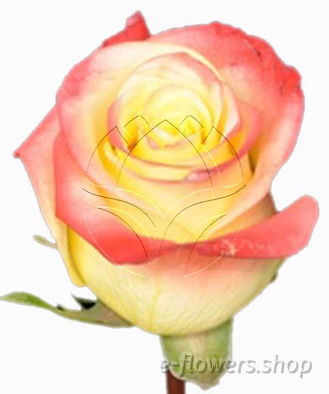 Buy wholesale fresh cut bi-color roses; florida