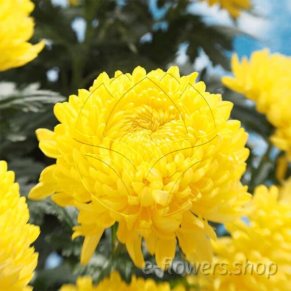 Buy wholesale fresh cut yellow chrysanthemum; Focus