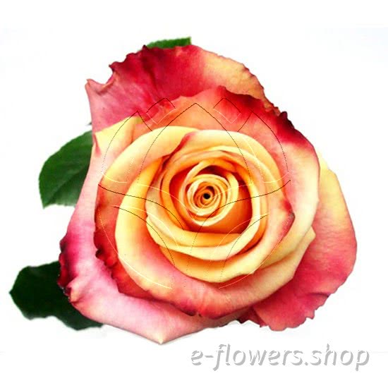 Buy wholesale fresh cut bi-color roses; fragrant delicious
