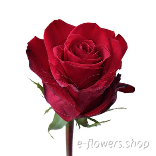 Buy wholesale fresh cut red roses; Freedom