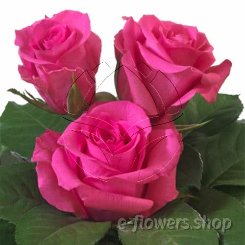 Sweetheart or Petite Roses