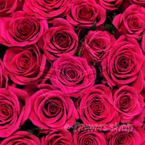 Buy wholesale fresh cut cerise roses; Fuchsiana