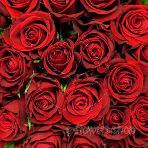 Buy wholesale fresh cut red roses; Furiosa